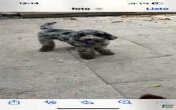 Mini Goldendoodle dogs for sale: tuti - Image 4