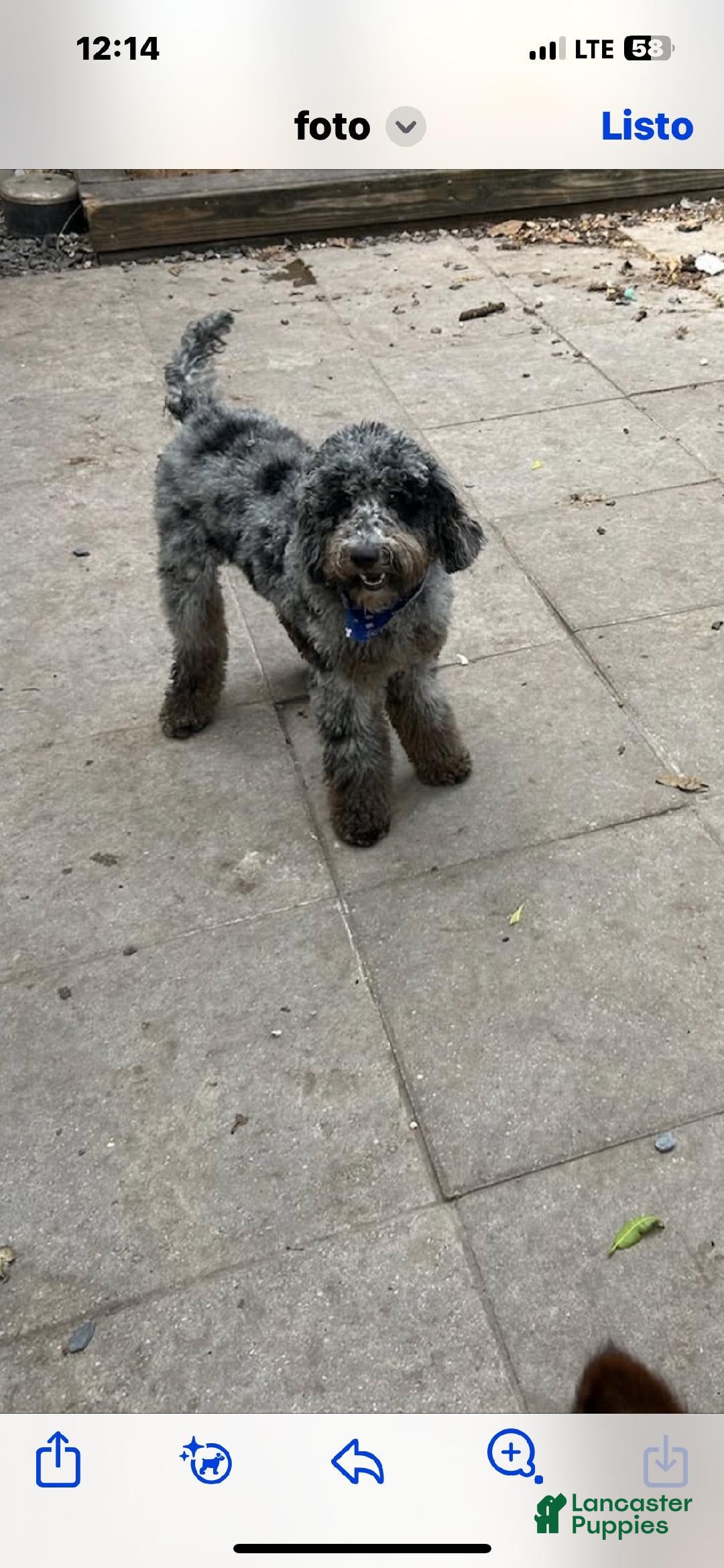 Mini Goldendoodle dogs for sale: tuti - Image 4