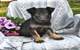 German Shepherd dogs for sale: Domino - Image 2