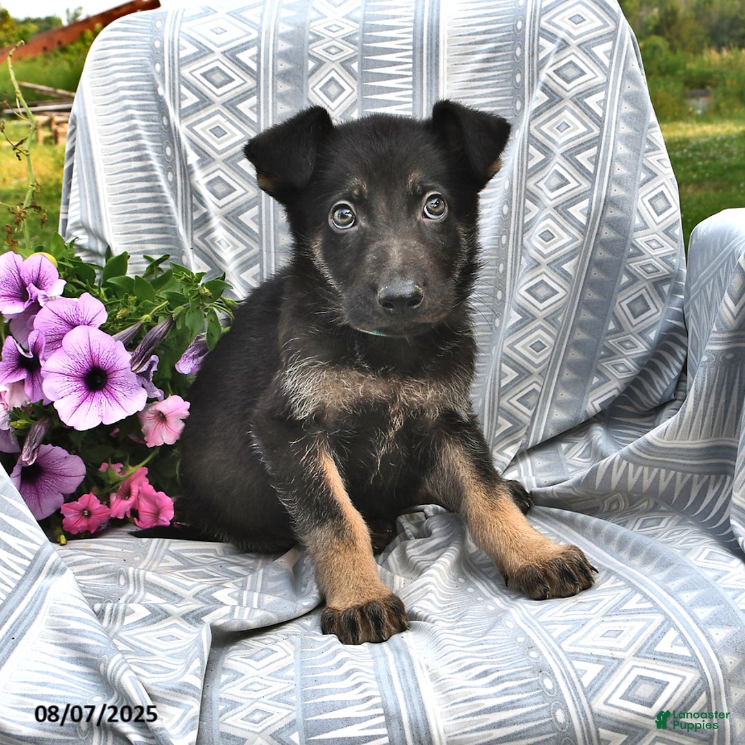 German Shepherd dogs for sale: Domino - Image 2