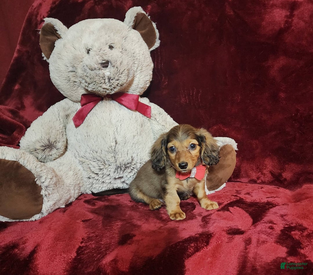 Miniature Dachshund dogs for sale: Josie - Image 3