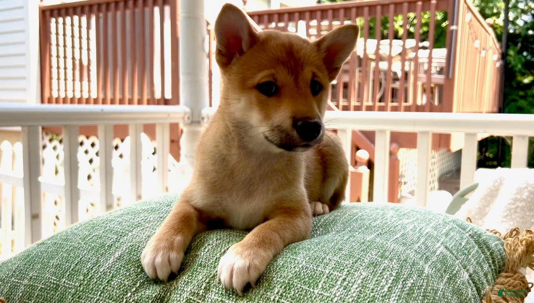 Shiba Inu dogs for sale: Princess - Image 2