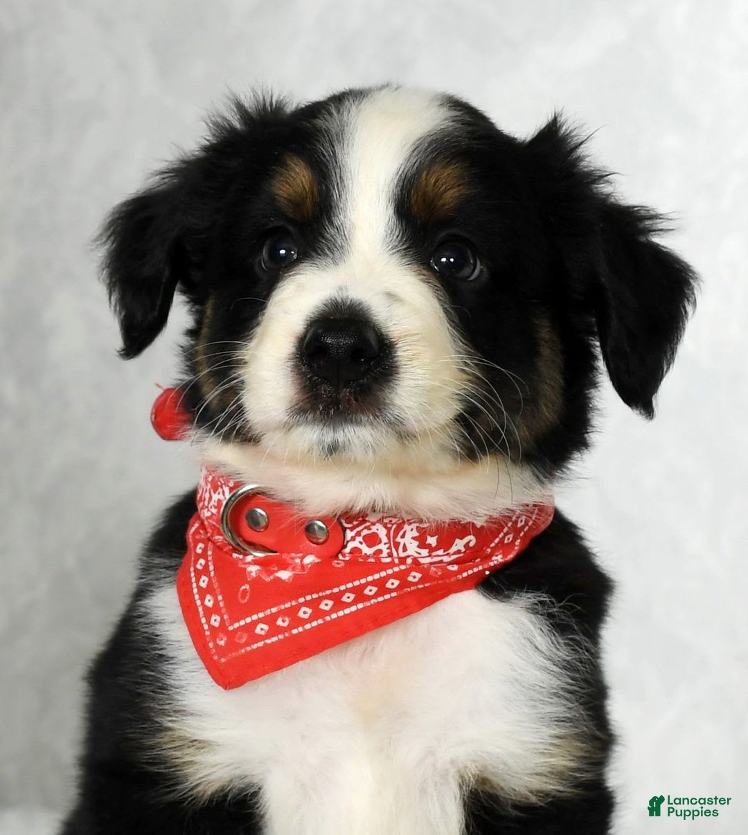 Miniature Australian Shepherd dogs for sale: Colby - Image 2