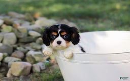 Cavalier King Charles Spaniel dogs for sale: Tucker - Image 9