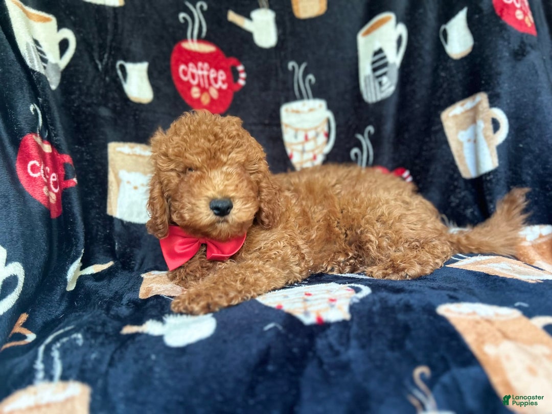 Cavapoo dogs for sale: Phoenix - Image 6