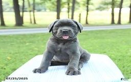 Cane Corso dogs for sale: Sapphire - Image 3