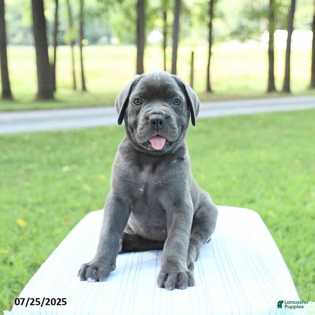 Cane Corso dogs for sale: Sapphire - Image 3