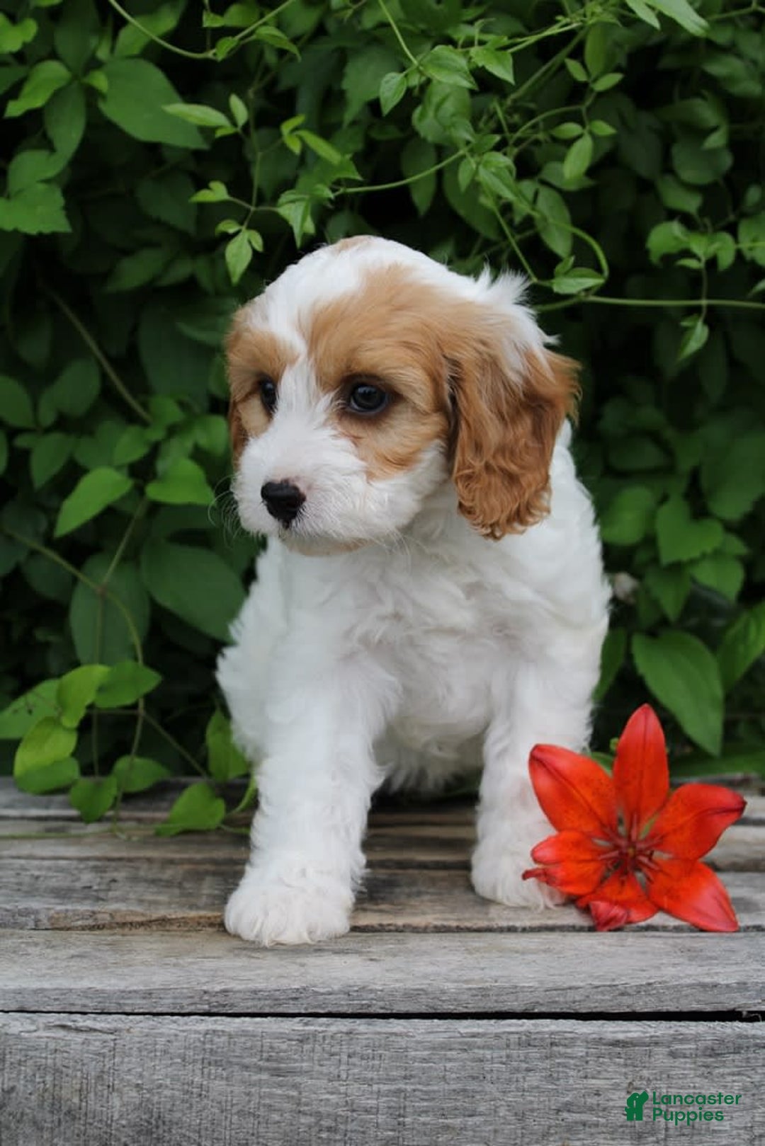 Cavapoo dogs for sale: Cavapoo 5 puppies - Image 22