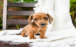 Dachshund dogs for sale: Dolly - Image 5
