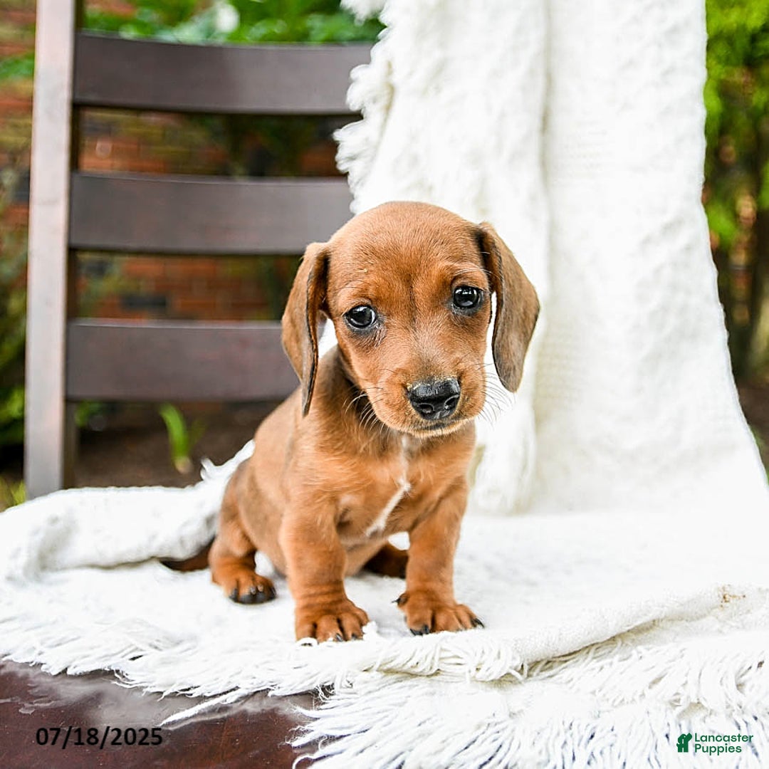Dachshund dogs for sale: Dolly - Image 5