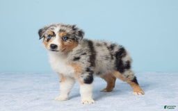 Australian Shepherd dogs for sale: Daisy - Image 2