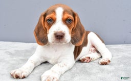 Beagle dogs for sale: Tyson - Image 1
