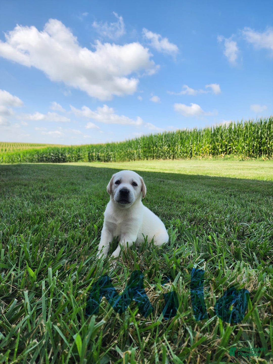 Labrador Retriever dogs for sale: Milo - Image 3