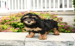 Miniature Poodle dogs for sale: Olive - Image 8