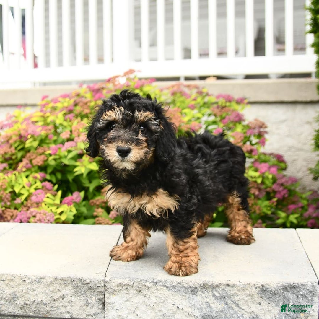 Miniature Poodle dogs for sale: Olive - Image 8