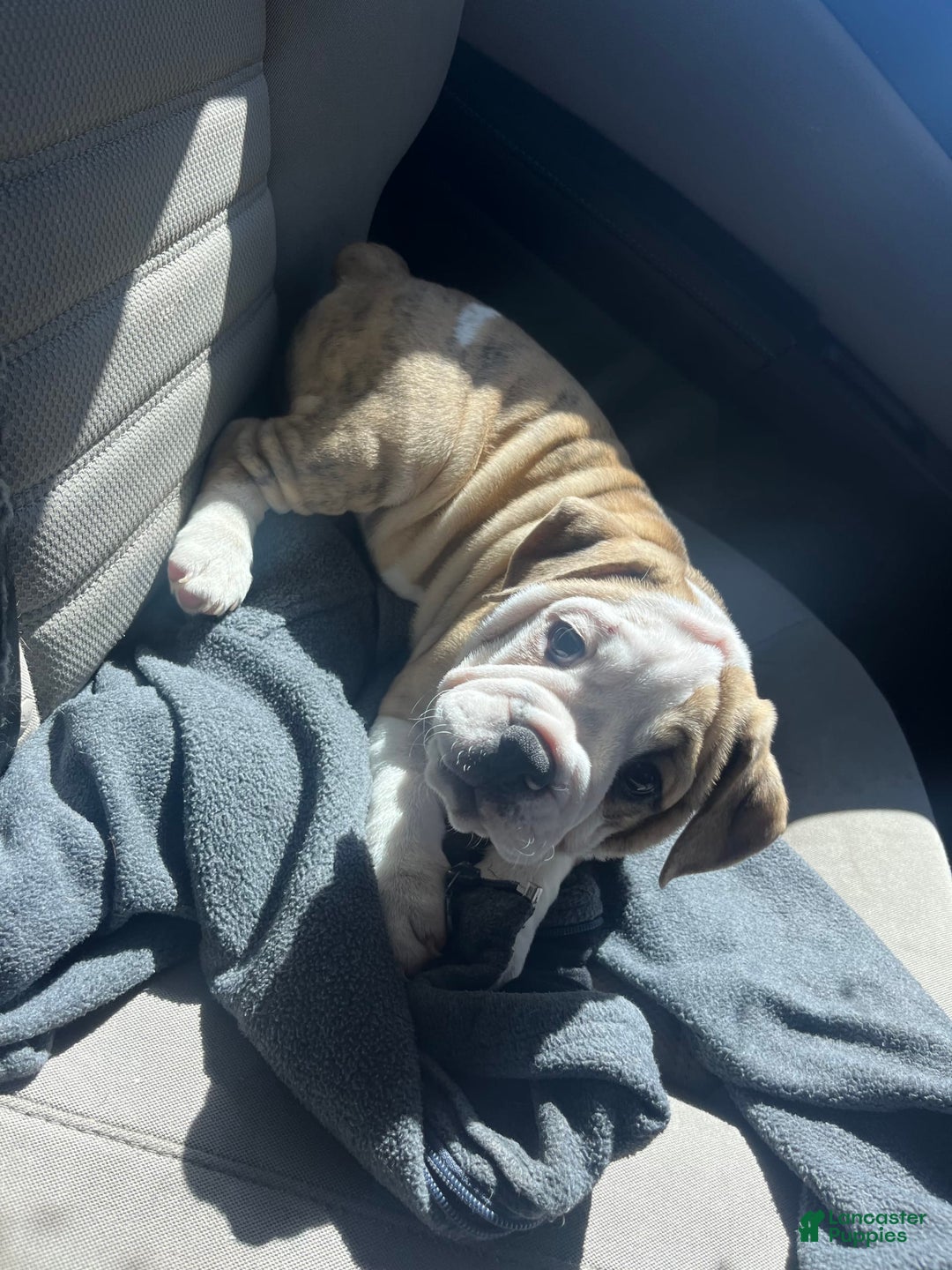 English Bulldog dogs for sale: Hercules - Image 1