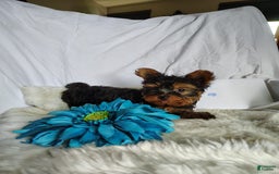 Yorkshire Terrier dogs for sale: Gerri - Image 3