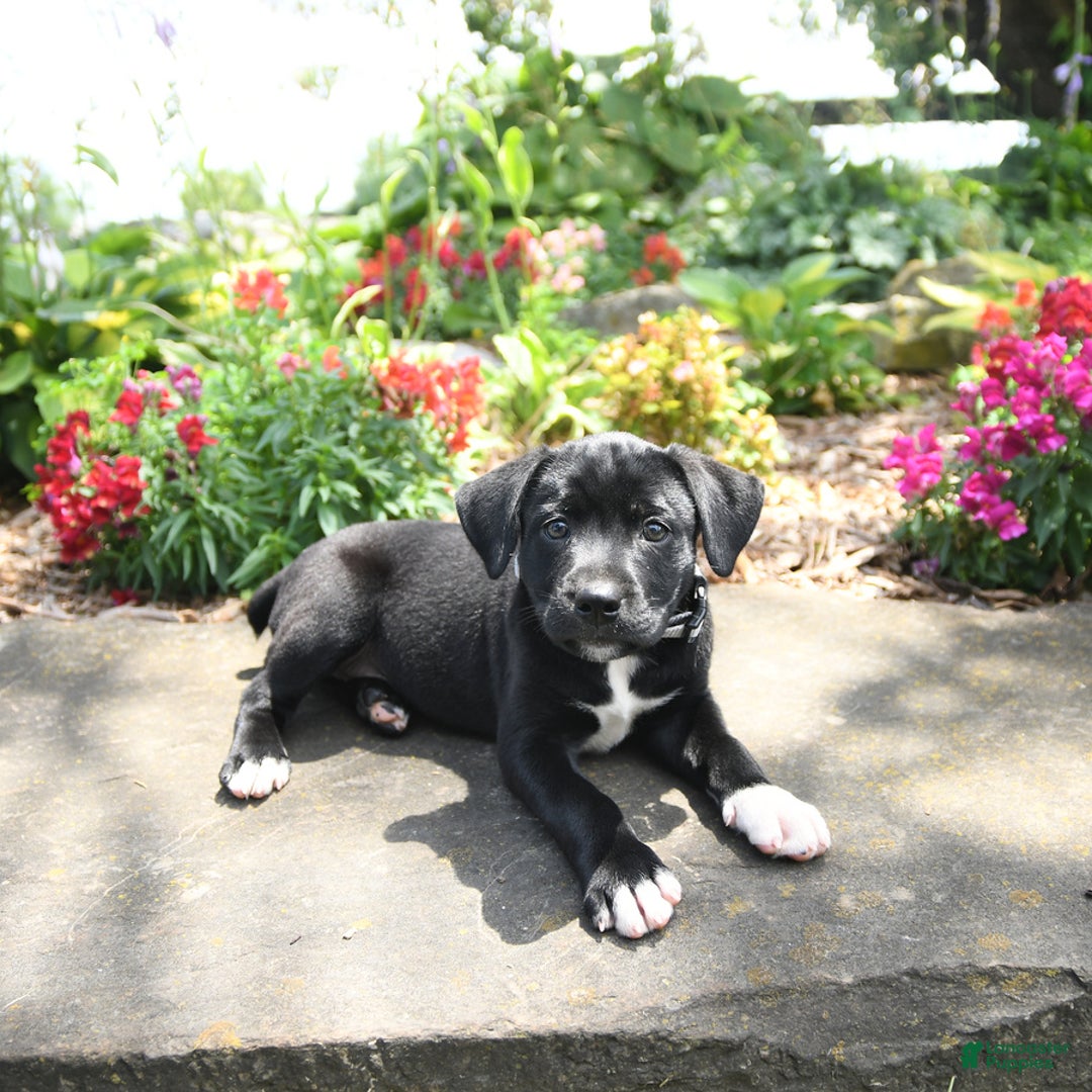Australian Cattle Dog dogs for sale: Freda - Image 3