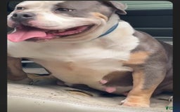 American Bully dogs for sale: Duece - Image 3