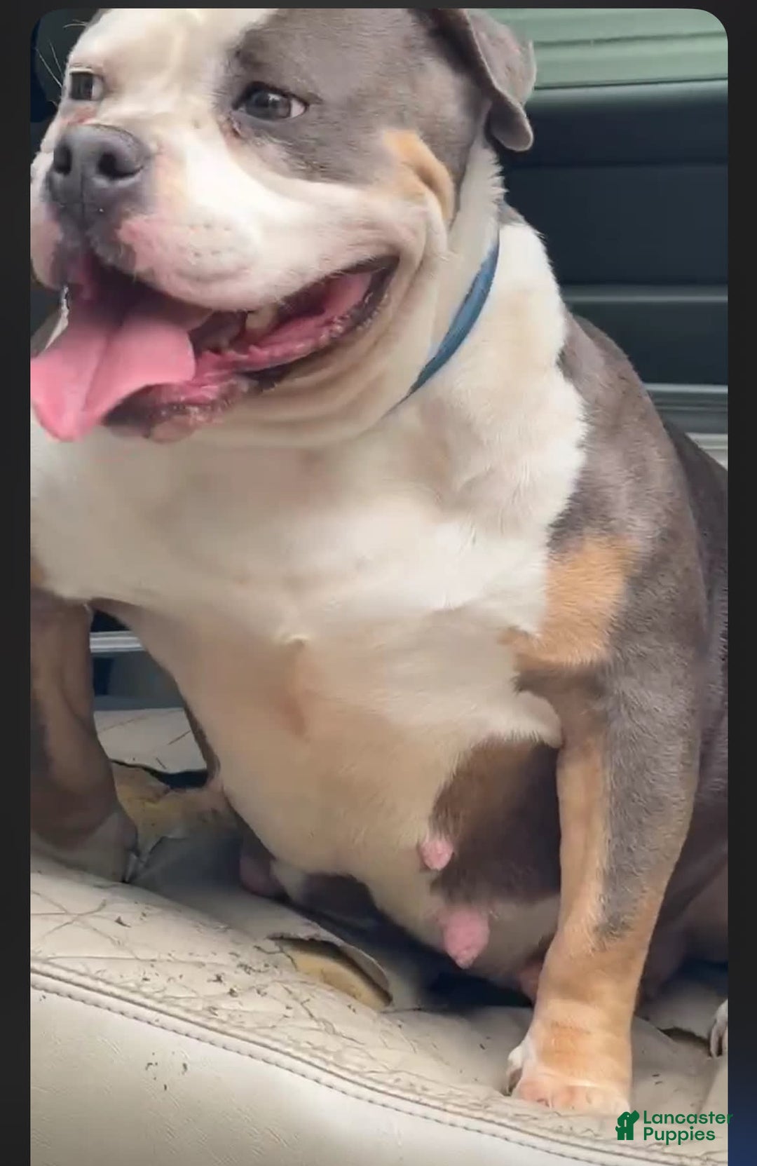 American Bully dogs for sale: Duece - Image 3