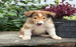 Collie dogs for sale: Albie - Image 7