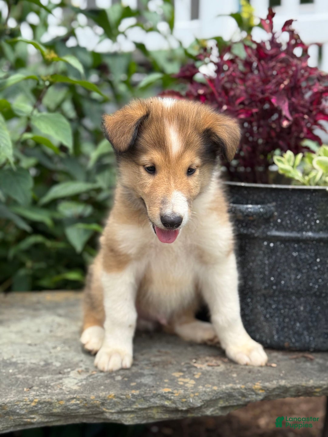 Collie dogs for sale: Albie - Image 7