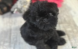 Brussels Griffon dogs for sale: Gidget - Image 6