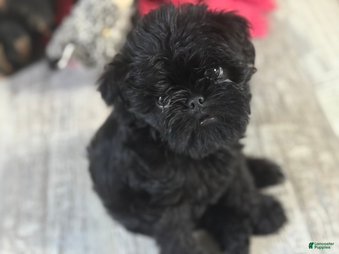 Brussels Griffon dogs for sale: Gidget - Image 6
