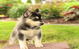 Gerberian Shepsky dogs for sale: Thunder - Image 4