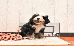 Mini Bernedoodle dogs for sale: Milo - Image 3