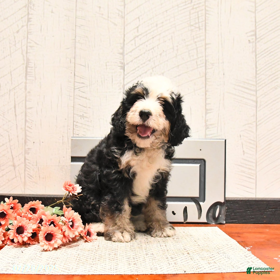 Mini Bernedoodle dogs for sale: Milo - Image 3