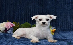 Maltese dogs for sale: Jesse - Image 6