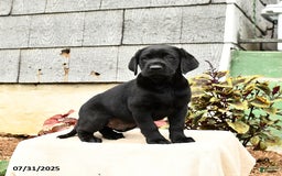 Labrador Retriever dogs for sale: Midnight - Image 5