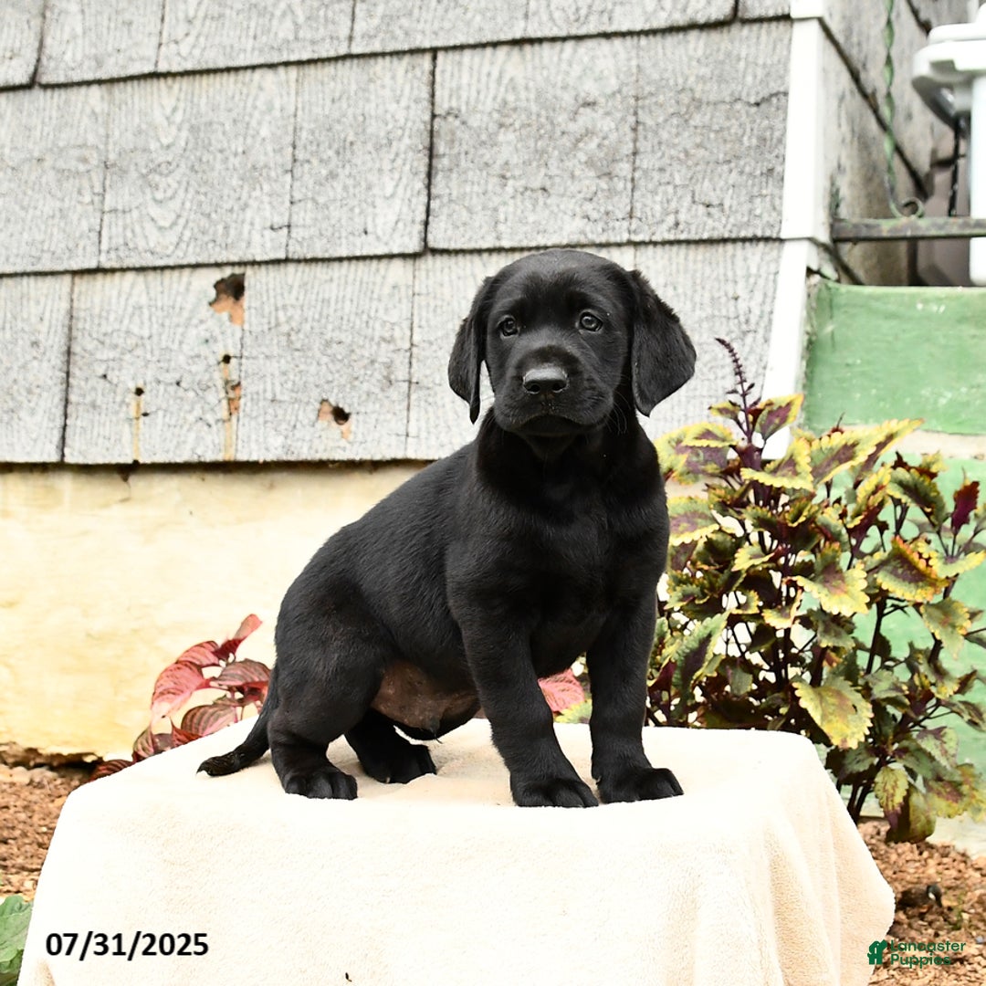 Labrador Retriever dogs for sale: Midnight - Image 5