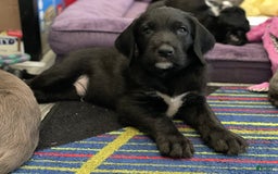 Great Dane dogs for sale: Raven - Image 5
