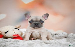 French Bulldog dogs for sale: Daisy - Image 6