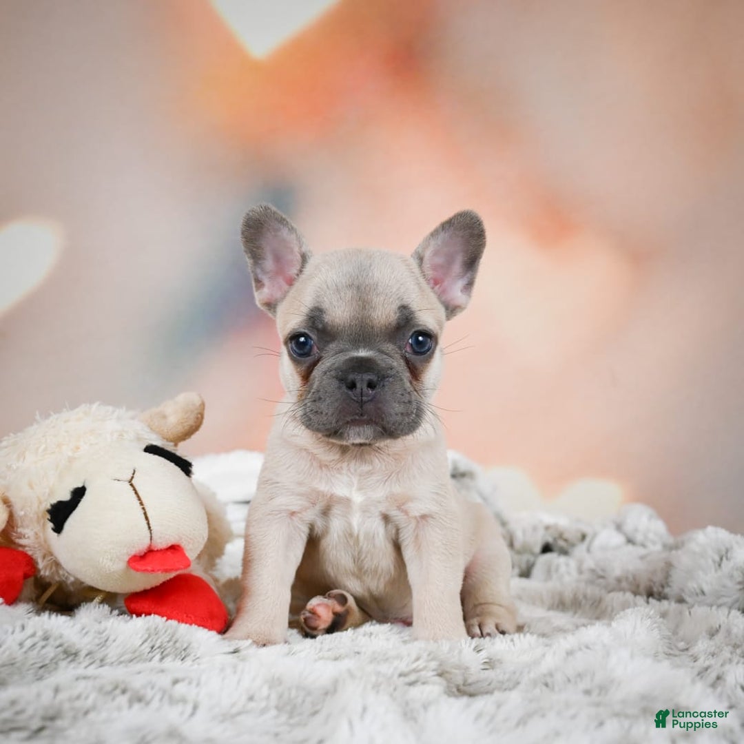 French Bulldog dogs for sale: Daisy - Image 6