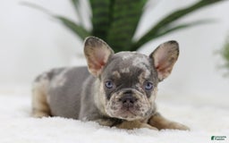 French Bulldog dogs for sale: Mario - Image 5