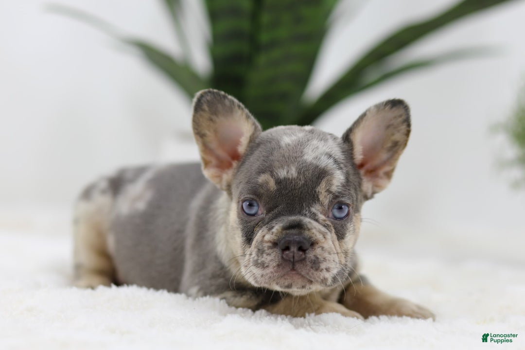 French Bulldog dogs for sale: Mario - Image 5