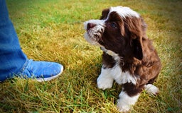 Havapoo dogs for sale: Juliet - Image 16