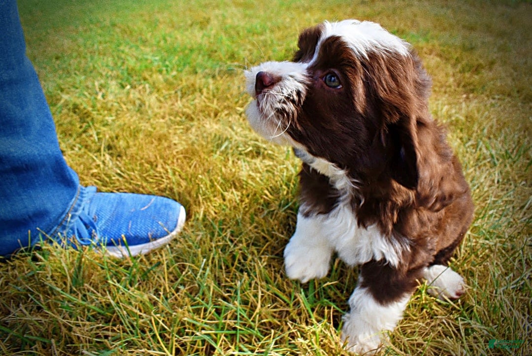 Havapoo dogs for sale: Juliet - Image 16