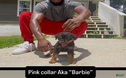 Rottweiler dogs for sale: Pink Collar - Image 3