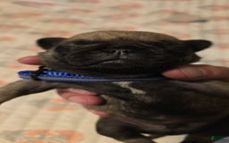 Pug dogs for sale: Dwight - Image 5