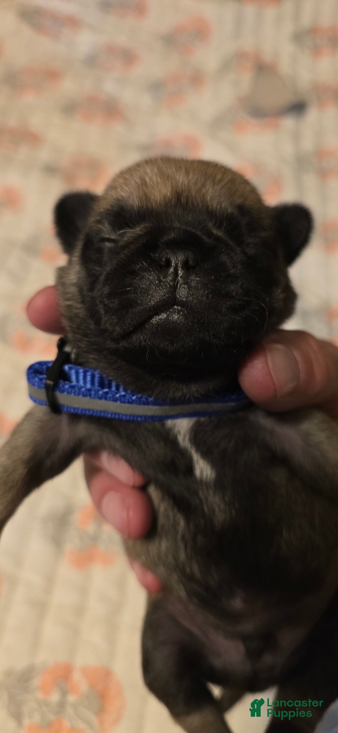 Pug dogs for sale: Dwight - Image 5