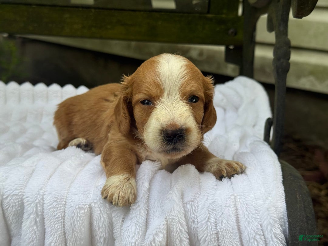 Miniature Dachshund dogs for sale: Dori - Image 3
