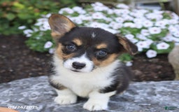Welsh Corgi Pembroke dogs for sale: Ivy - Image 4