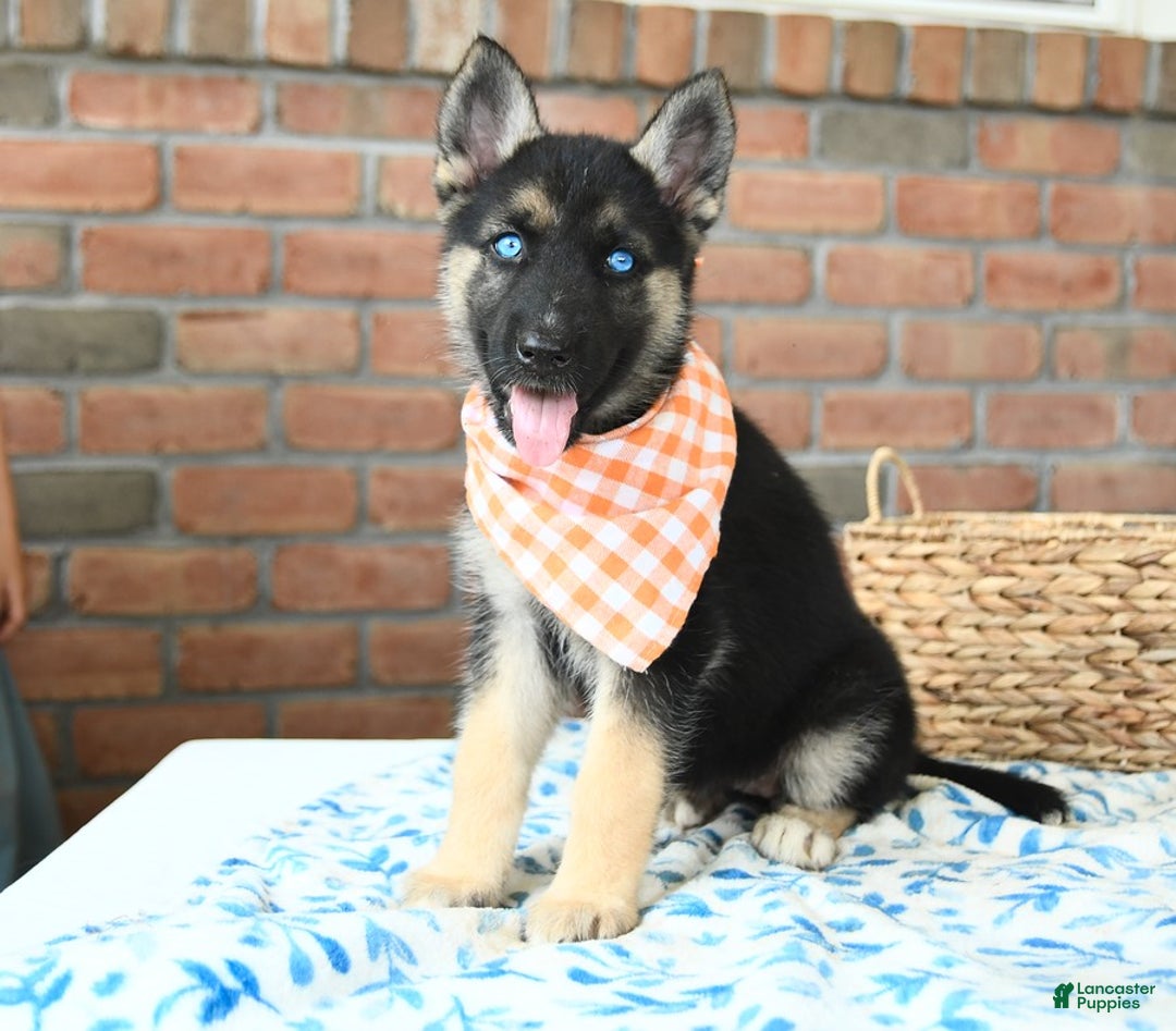 Gerberian Shepsky dogs for sale: Briar - Image 1