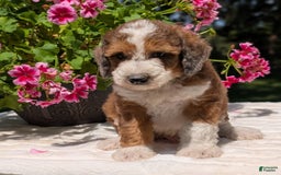 Mini Bernedoodle dogs for sale: Shiloh - Image 1