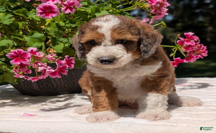 Mini Bernedoodle dogs for sale - Ad 4