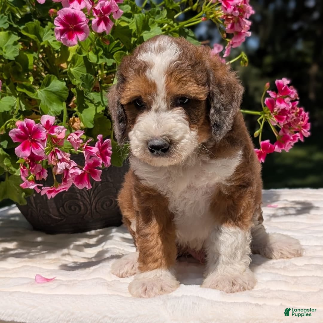Mini Bernedoodle dogs for sale: Shiloh - Image 1